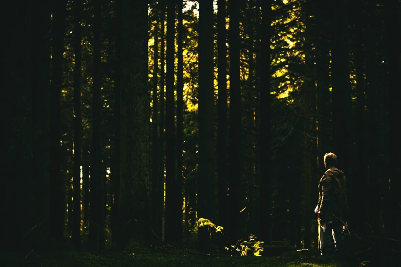 a man standing in a forest alone next to a line of trees