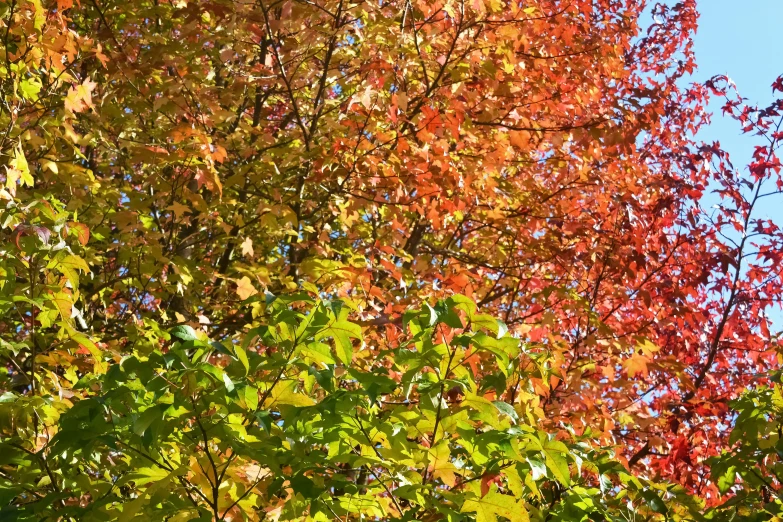 autumn leaves are turning colors on the nches