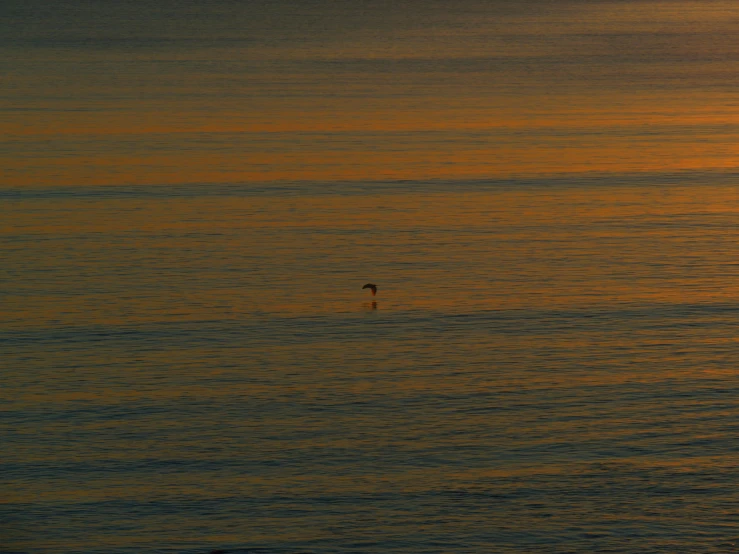 a bird in the distance on top of an ocean