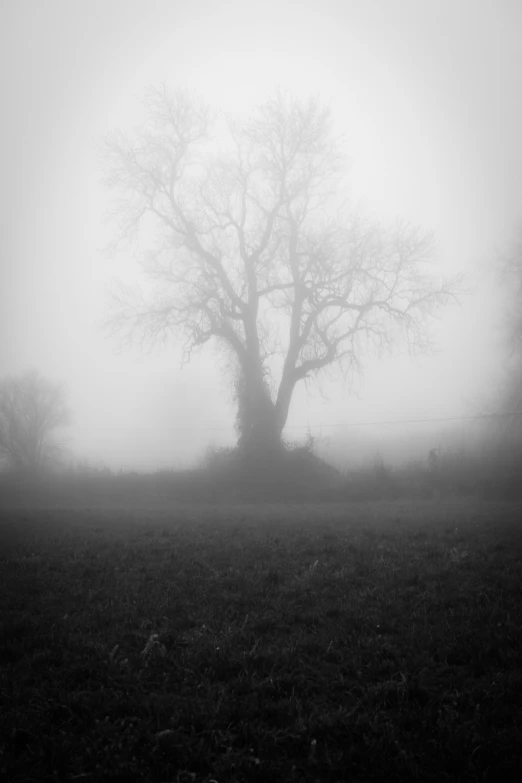 a tree is silhouetted against a foggy background