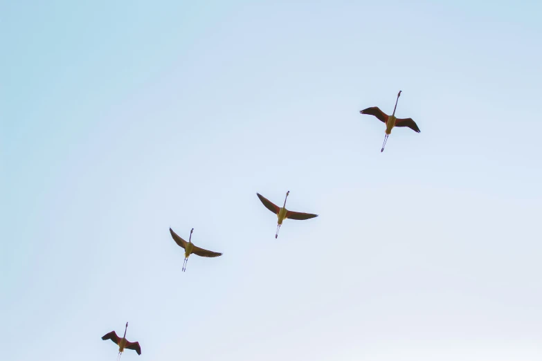 some birds are flying together in a group