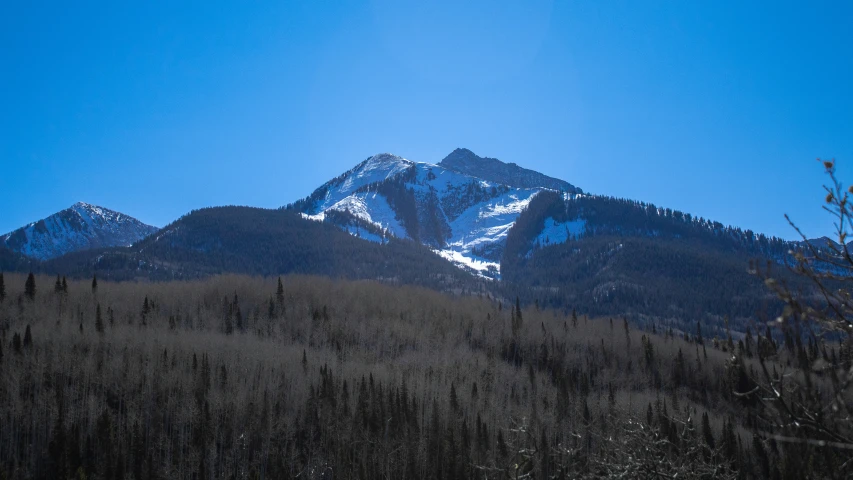 trees stand on the side of a snow covered mountain