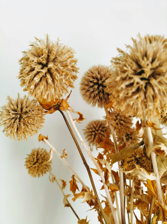 a group of flowers with some stems missing