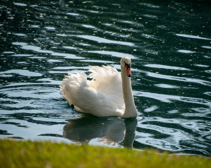 an elegant white swan floating on the water