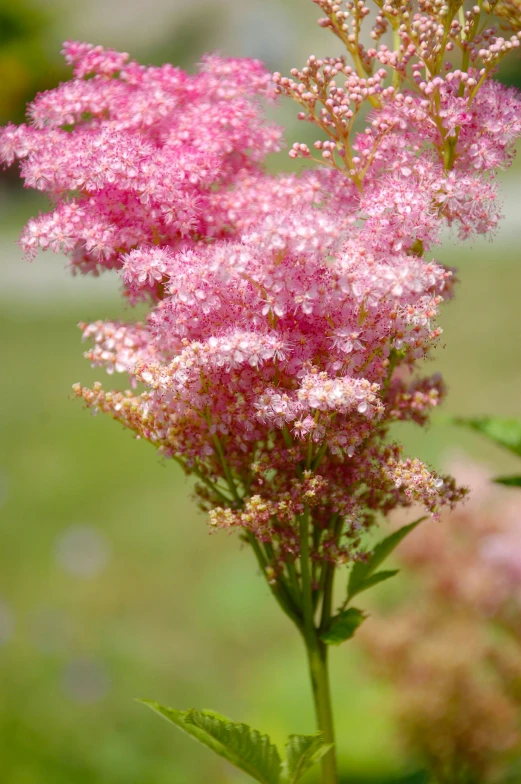 pink flowers blooming on a green leafy plant