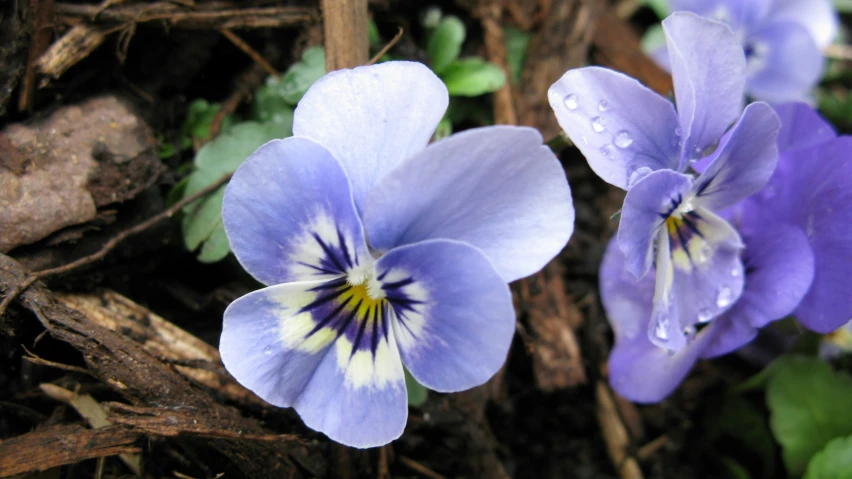 two blue flowers with yellow petals with green leaves