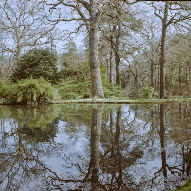 some trees a body of water and some benches