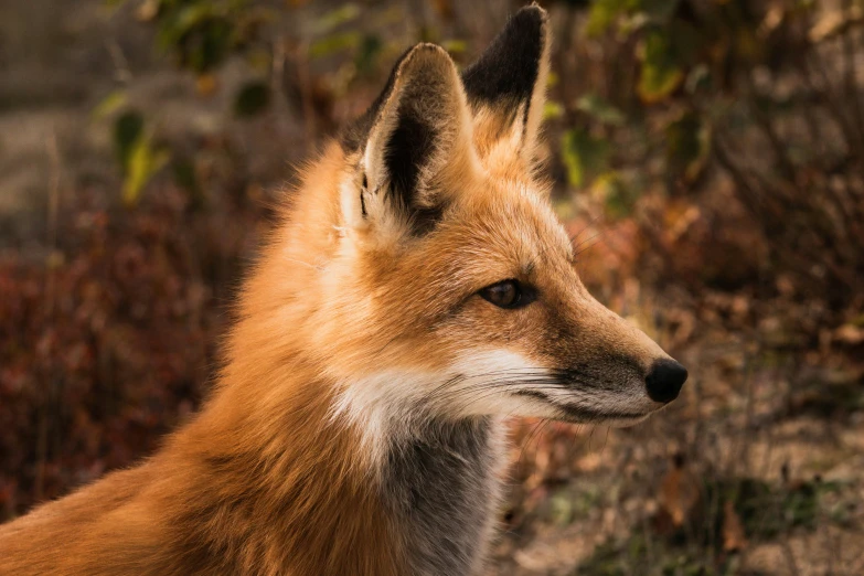 close up of an orange fox staring at soing off in the distance