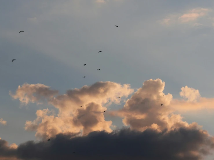 many birds are flying in the sky during sunset