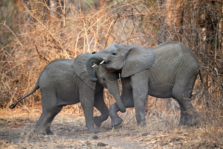 two elephants in their natural habitat are fighting