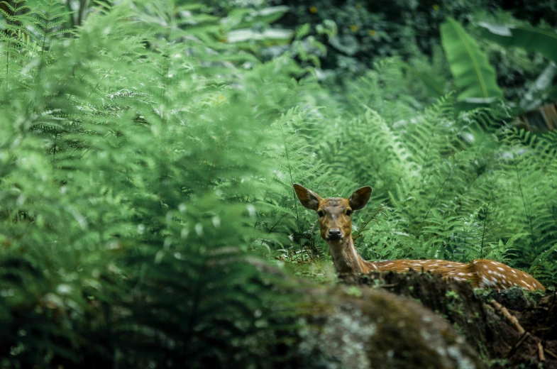 deer that is laying down on the ground