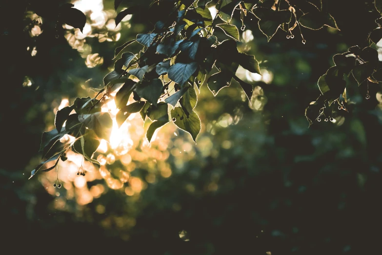 sunlight shines through the leaves on the tree