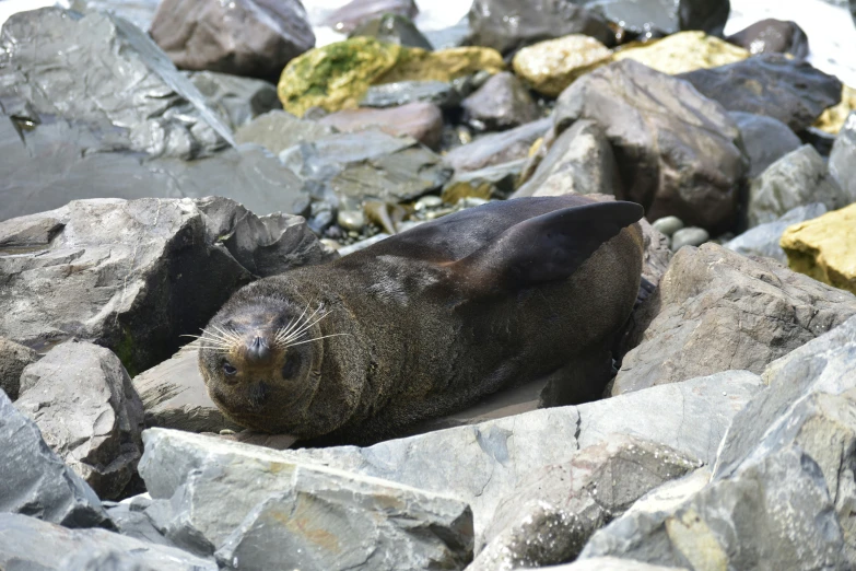 there is a seal lying on some rocks