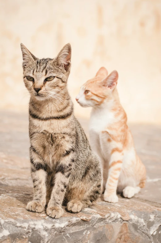 a small cat is sitting on the ground near a larger cat