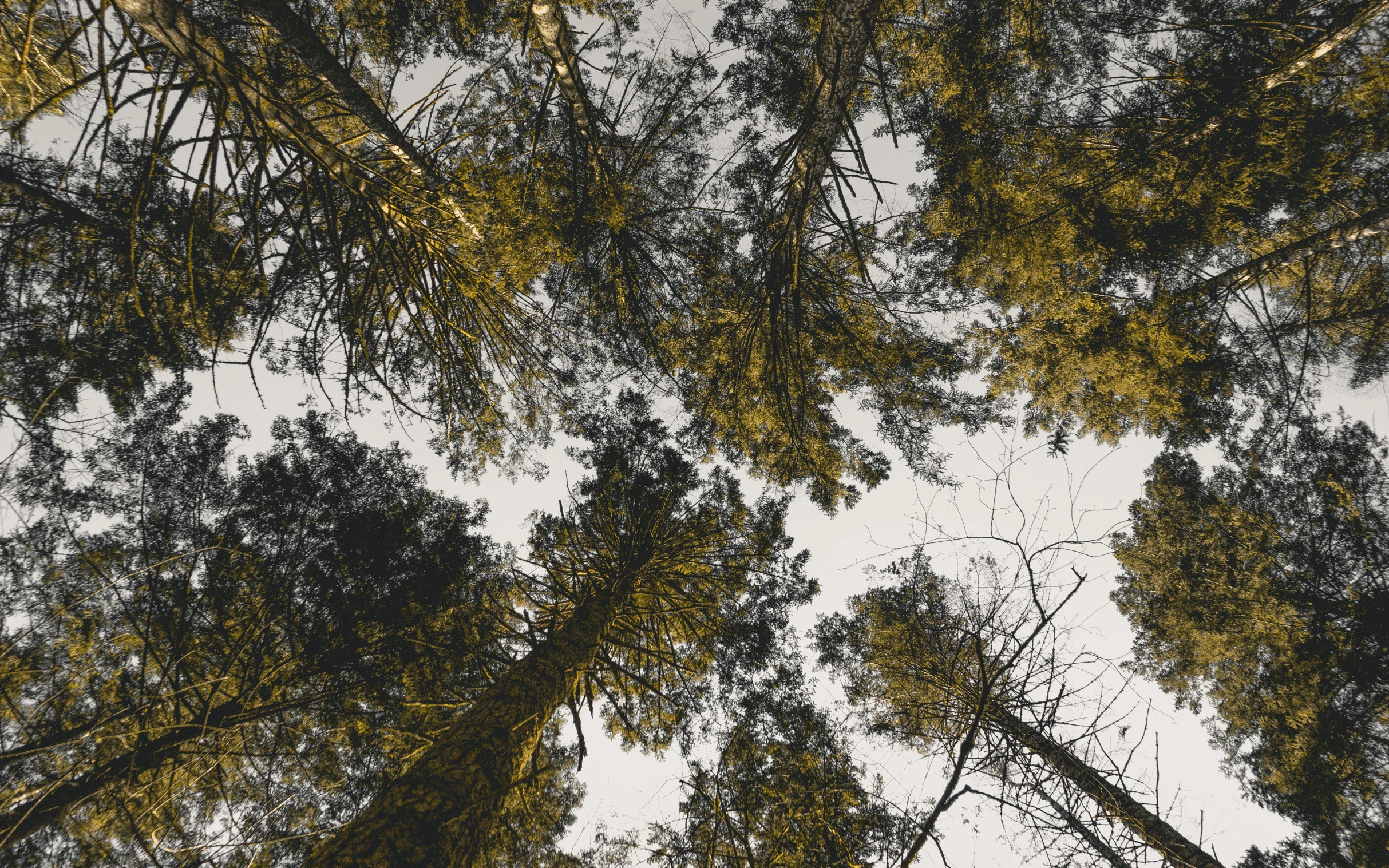 the bottom up view of tree crowns with no leaves