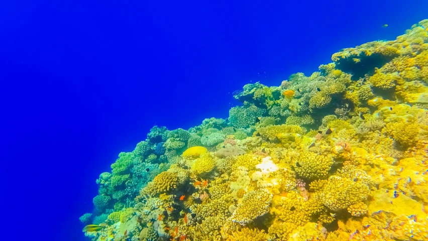 a bright blue ocean with small yellow fish