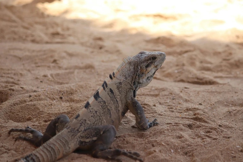 a lizard is sitting in the sand near a body of water