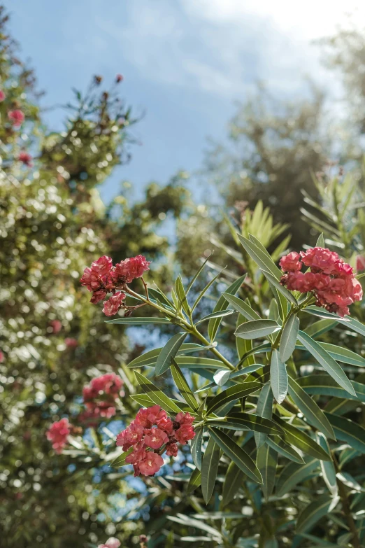 a small tree is surrounded by many red flowers