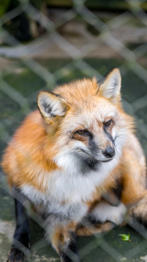 a fox with red fur is sitting on the ground