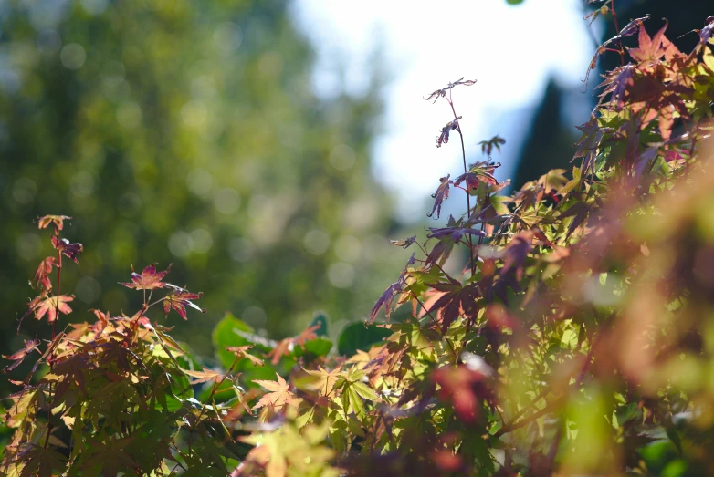 a green leafy area is shown through the lens of another leafed tree