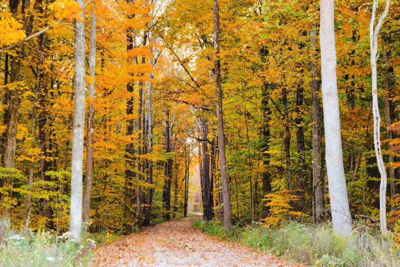 colorful foliage covers a forest path in autumn