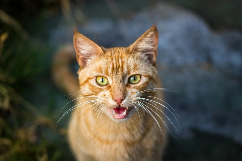 an orange cat with it's mouth open and glowing green eyes