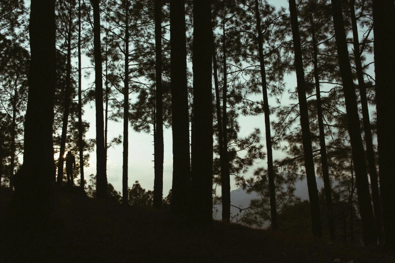 silhouette of several trees on a hill with a sky background