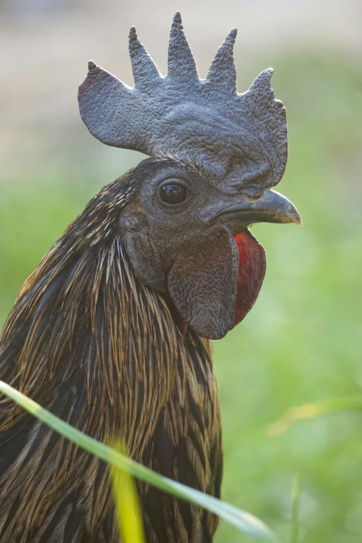 the head of a rooster is seen in profile