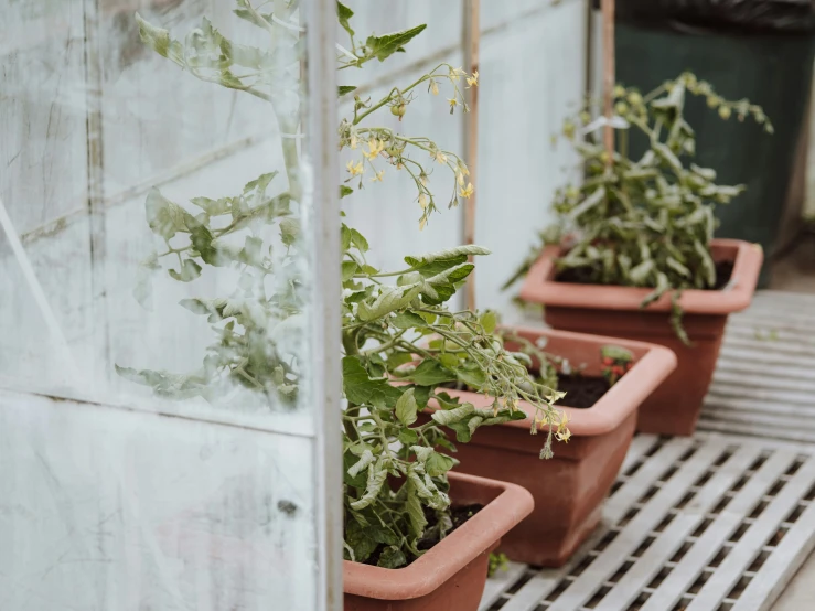 a few potted plants in a row in a greenhouse