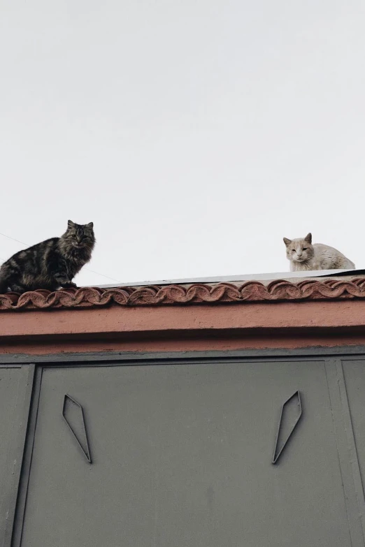 two cats are on the roof of a house