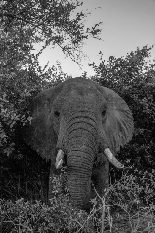 an elephant standing next to a large bush