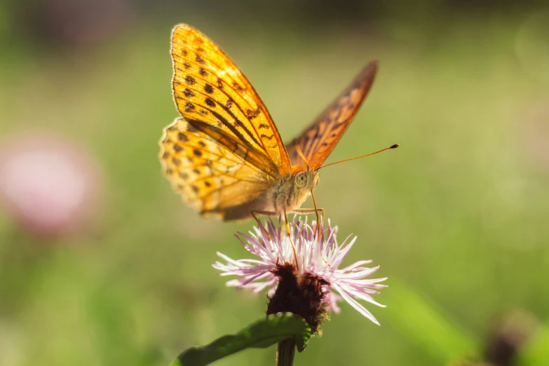 a yellow erfly is resting on a small pink flower