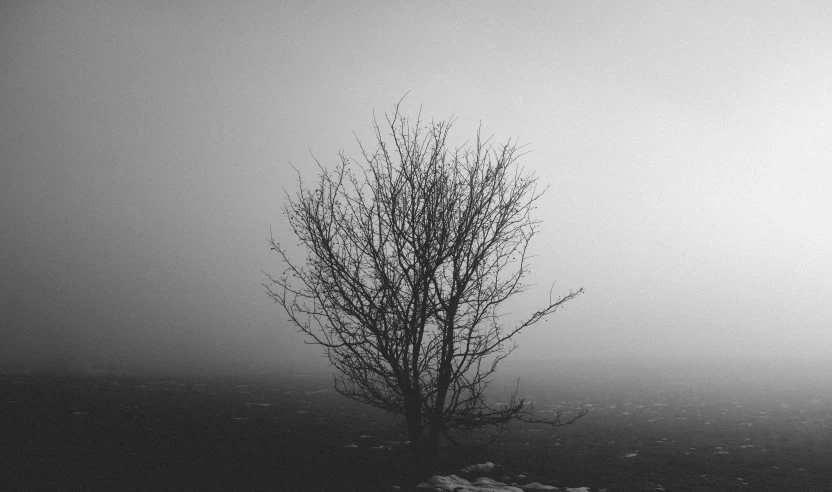 a lone tree in a field on a foggy day