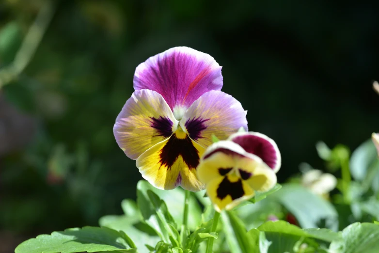 close up po of an exotic flower with green leaves