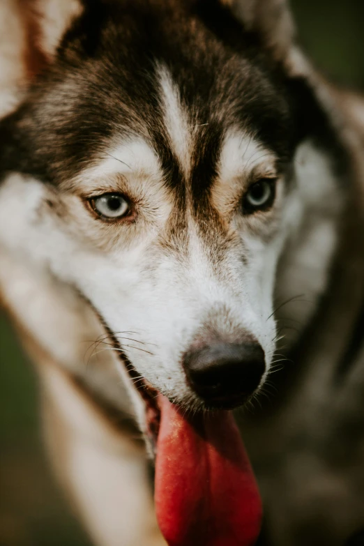 the dog with its tongue hanging out, staring at soing