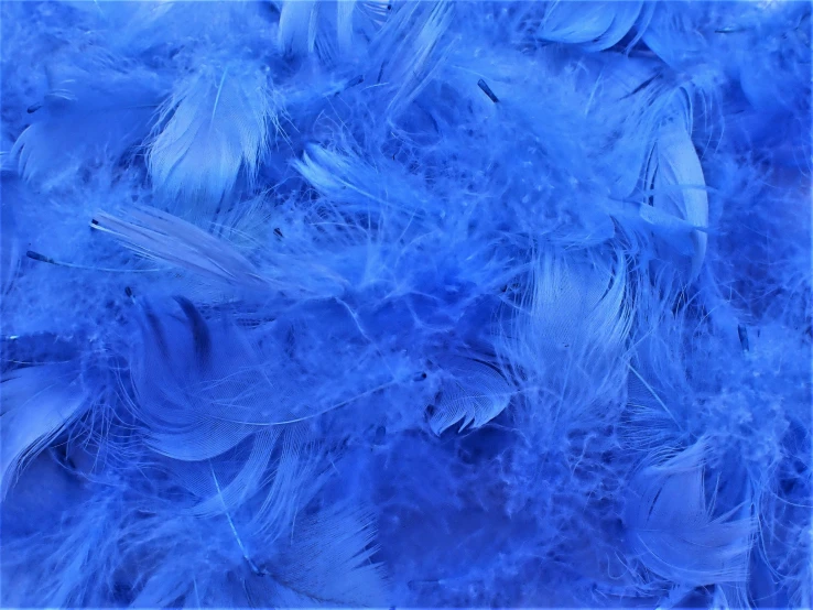 an image of a blue cloth with feathers