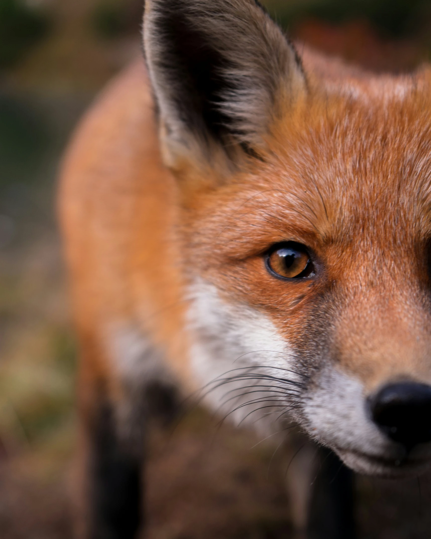 a fox stares intently to the right and left