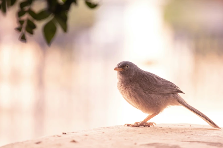 there is a bird that is sitting on the edge of a ledge