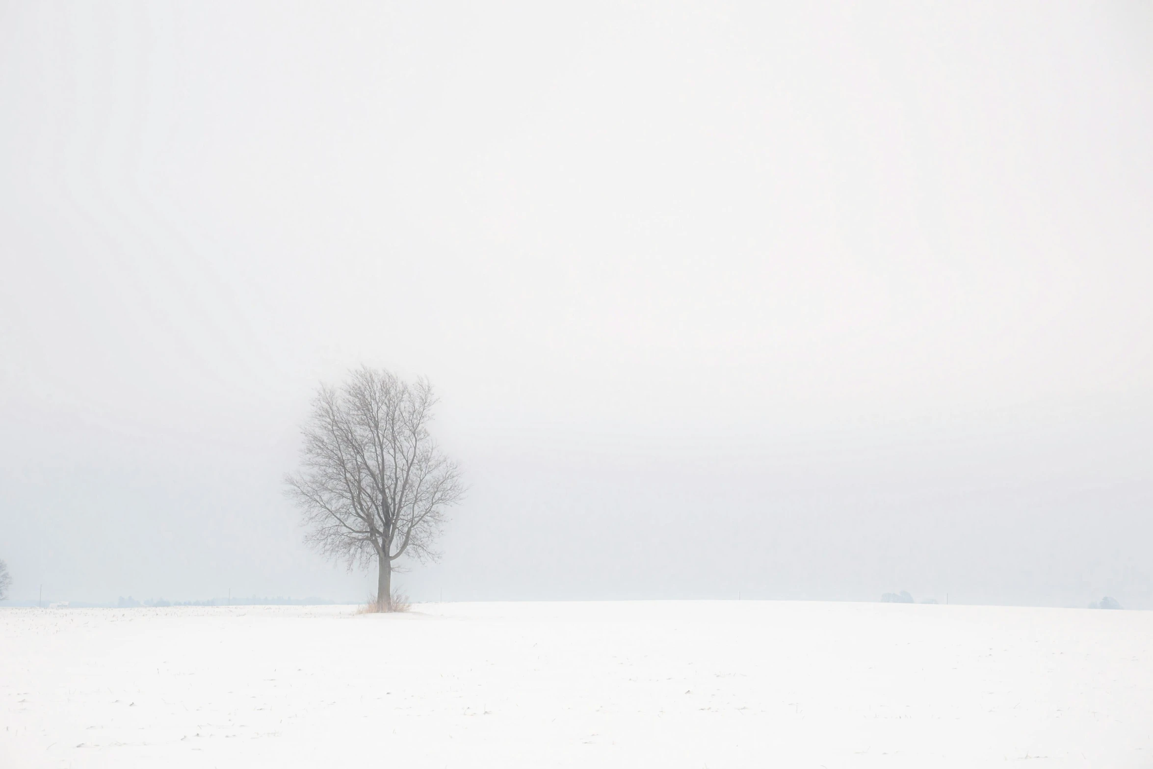tree with no leaves on top of snowy field