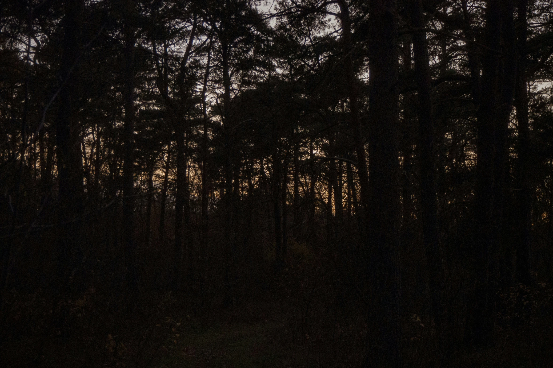 the trees in the woods are blurry at night