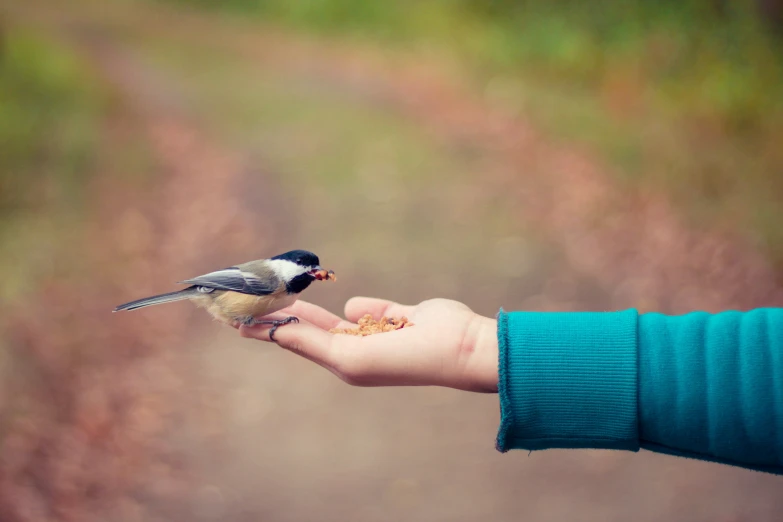 a small bird eating from the hand of a child