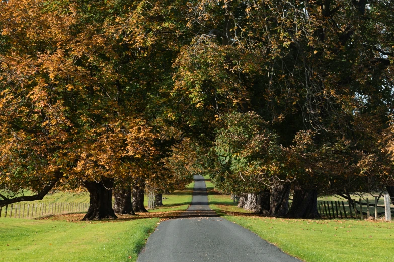 a single road running through a lush green field