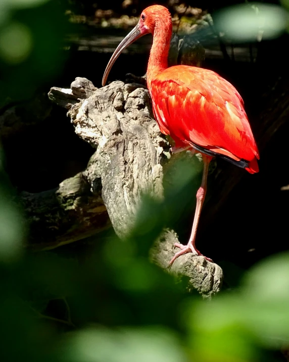 a red bird with long beak standing on rocks