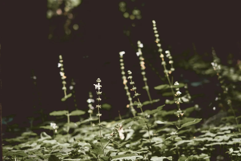 a field with weeds and other plants growing on the ground