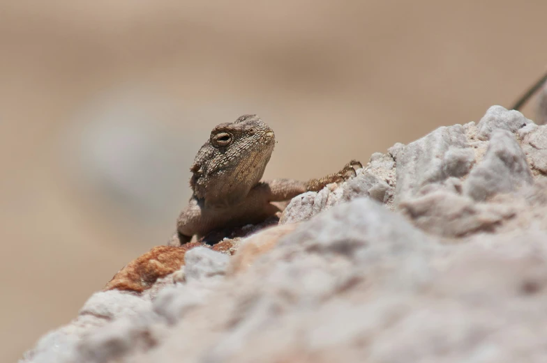 a small lizard standing on a rock