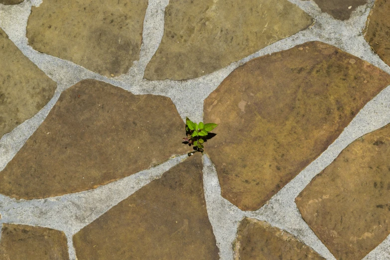 a tree grows on a stone surface and looks like it has grown from one rock