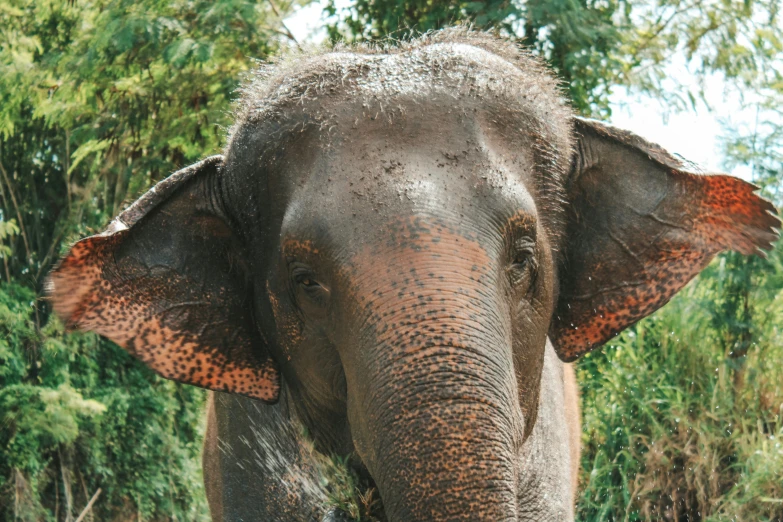 an elephant is standing in a wooded area with trees