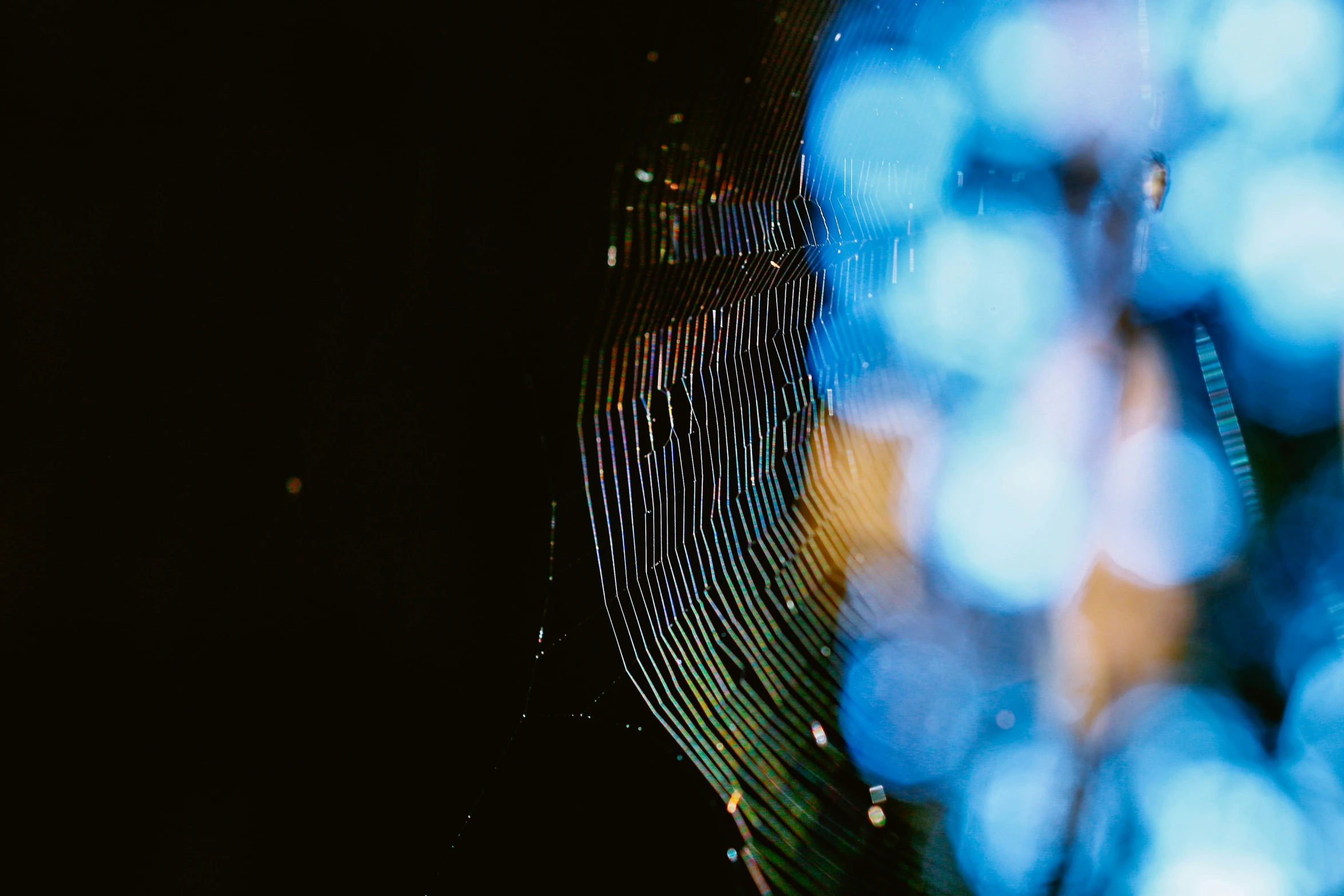 a closeup po of a spider web on a dark background