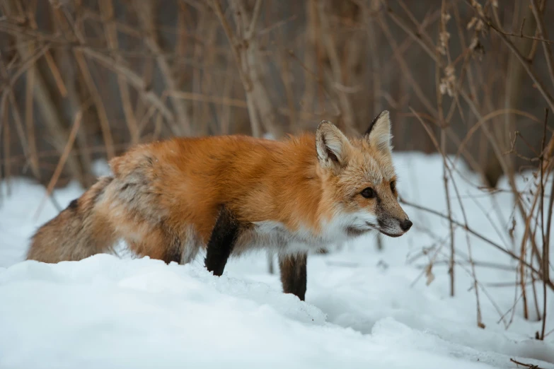 a fox stands in the snow next to some trees