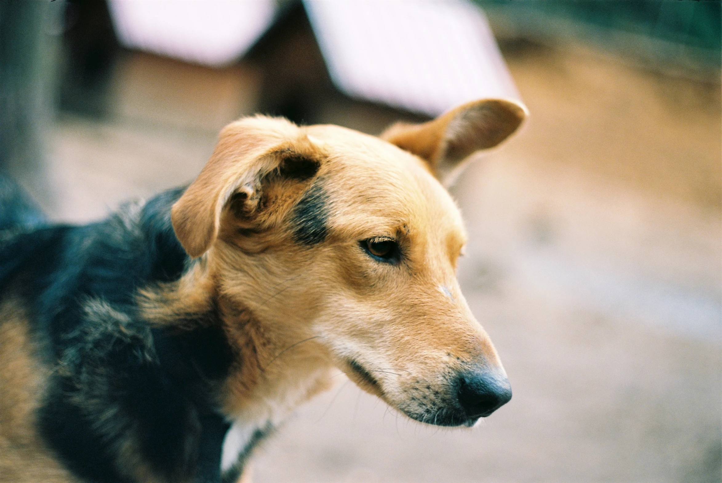 a brown dog on a patio next to a wooden table